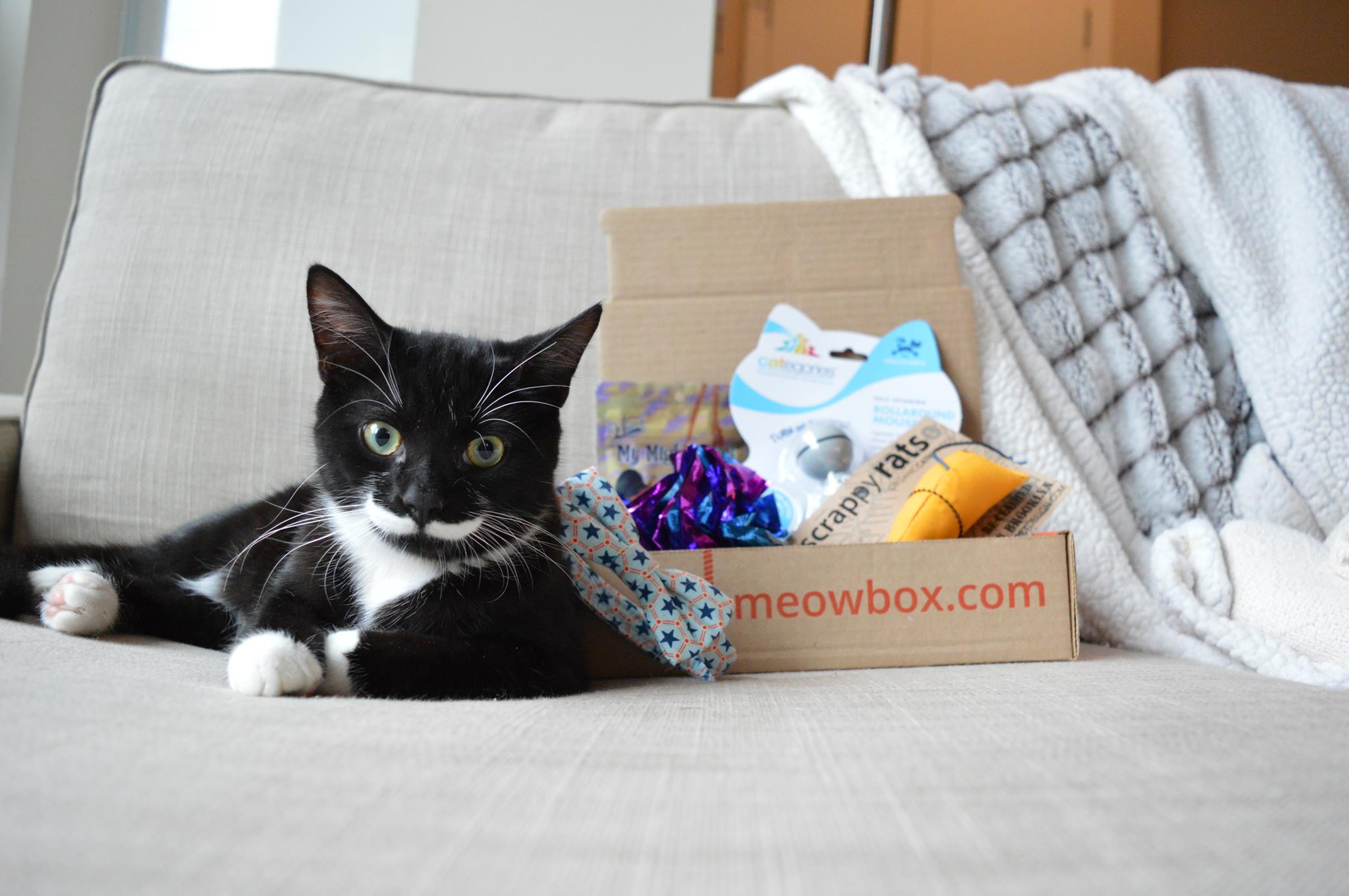 meowbox A monthly cat subscription box filled with fun unique toys