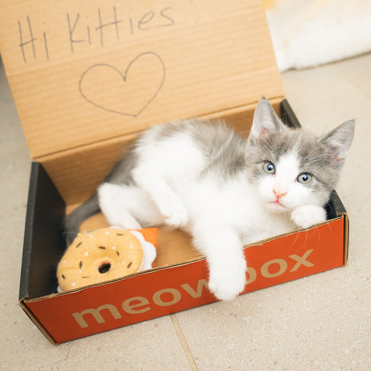 If It Fits, I Sits: The Truth Behind Why Cats Love Small Spaces