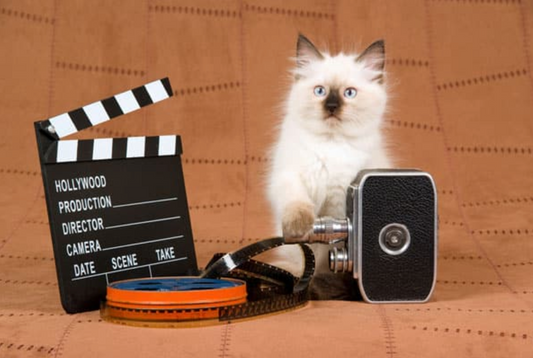 The Top 9 Careers For Your Cat