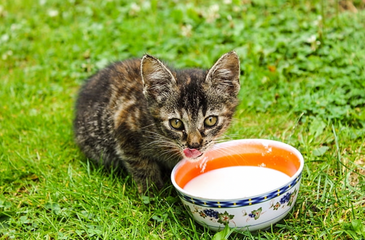 10 Foods Your Cat Should Avoid