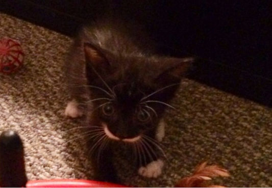 This Mini-Moustache Kitten Needs Your Help!