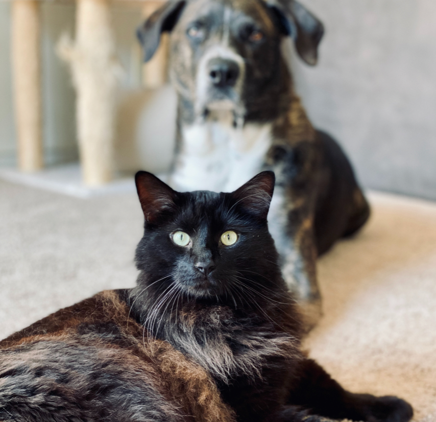Tips for Introducing Your New Dog to Your Cat