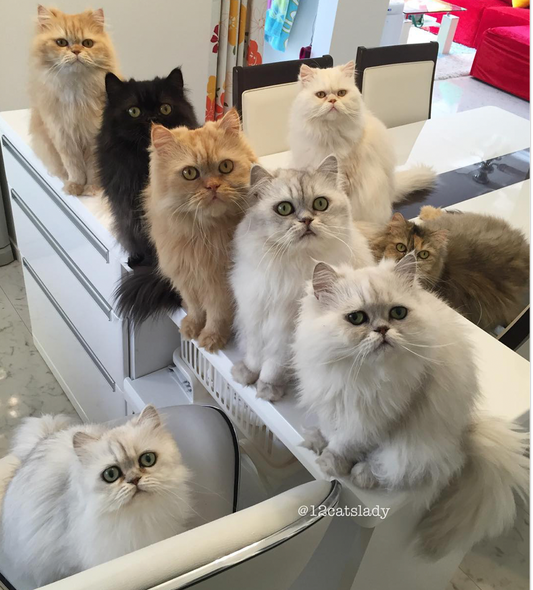 What Life is Really Like Living with 12 Cats