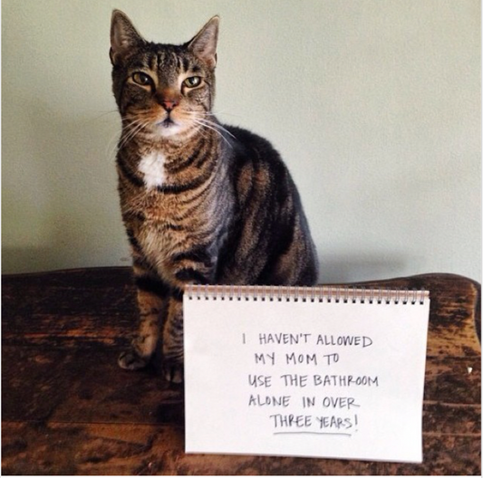 The meowbox Ultimate Top Ten Cat Shaming List