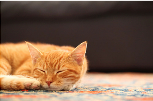 3 Ways to Tell if Your Cat is Bored