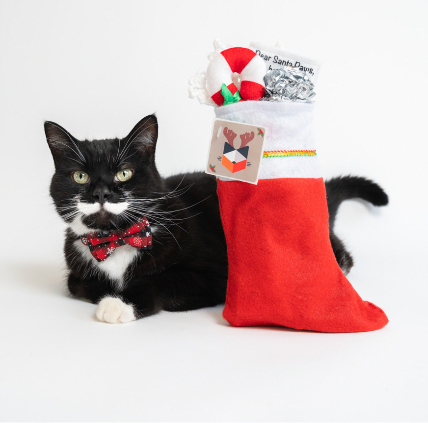 Holiday Cat Gifts Under $50