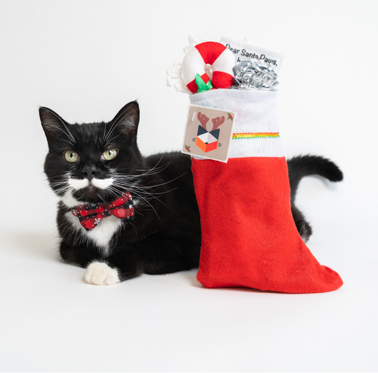 Holiday Cat Gifts Under $50