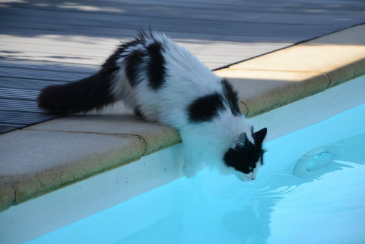 Why Your Cat May Be at High Risk for Pool Chemical Poisoning