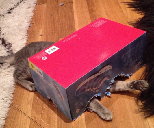 10 Cats Who Don't Care to Explain Why They Love Boxes