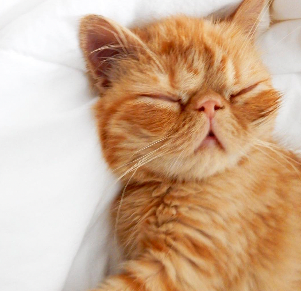 Why Do Cats Sleep So Much?