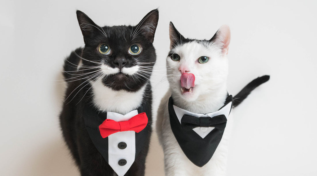 Meet Zac and Harvey, the meowbox Office Cats!