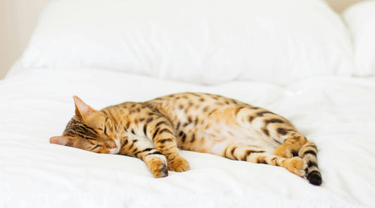 7 Steps to Creating the Purrfect Spaw Day for Your Cat