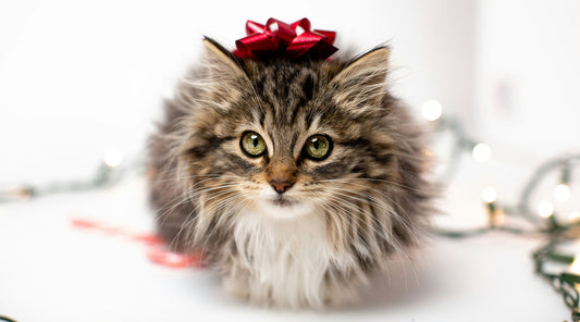 Holiday Gift Ideas for Your Cat