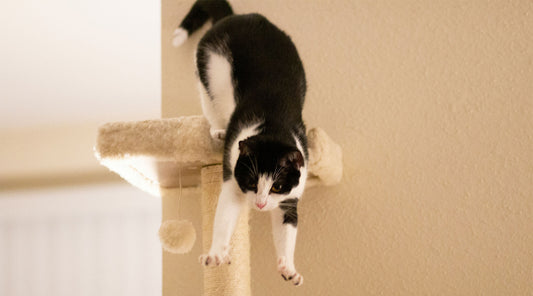 How Do Cats Land On Their Feet?