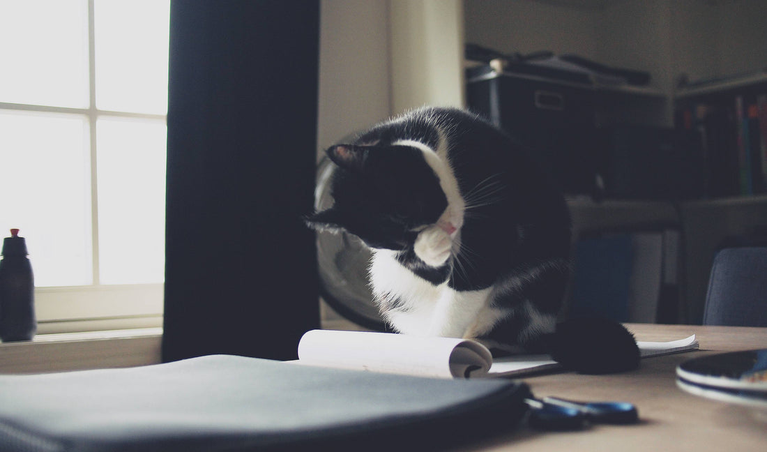 10 Cats With Very Impurrtant Jobs