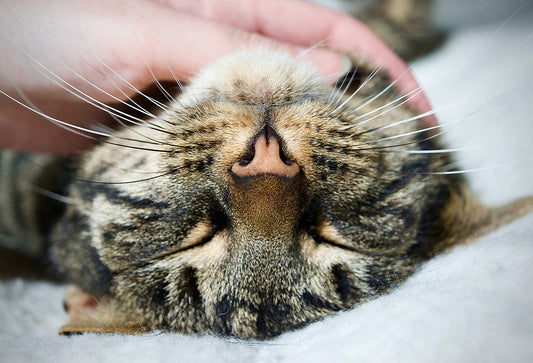 Three Good Reasons to Never Trim your Cat's Whiskers