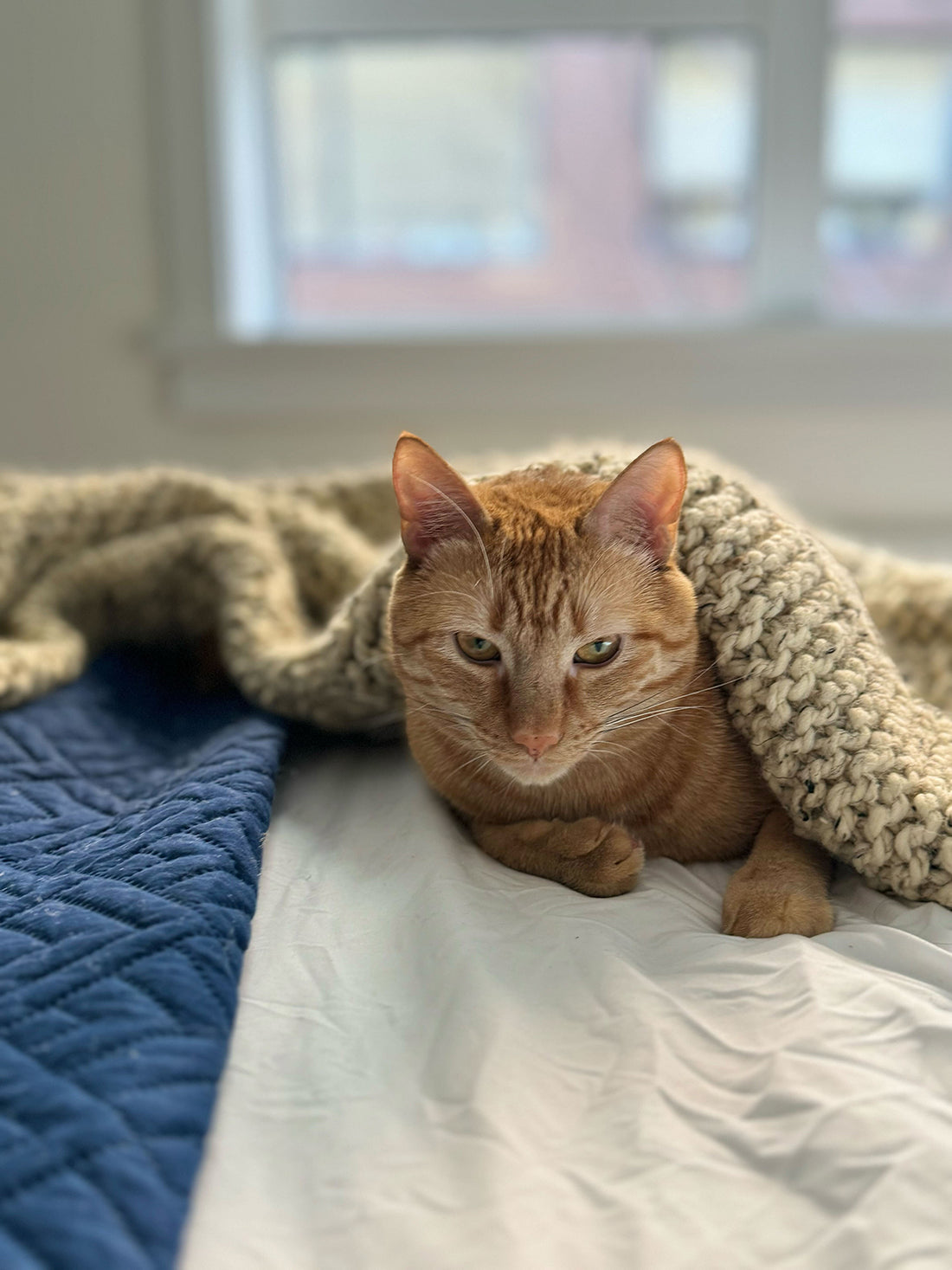 Cozy DIY: Matching Throw Blankets for You and Your Cat