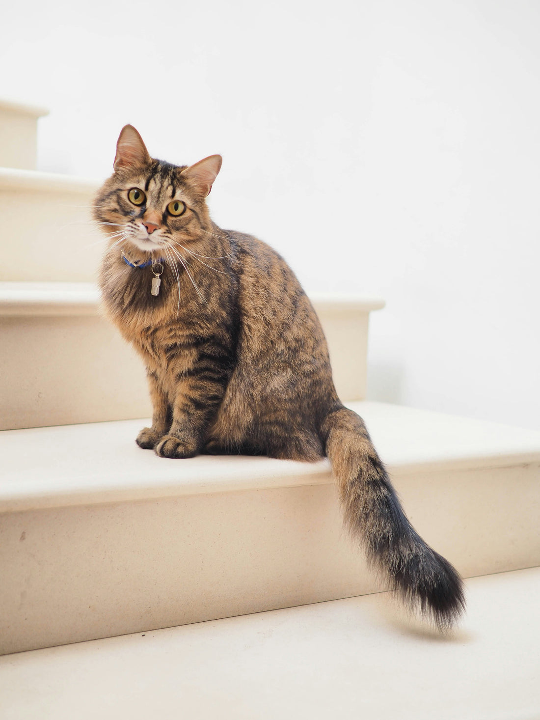 Home DIY Projects to Make for Your Cats
