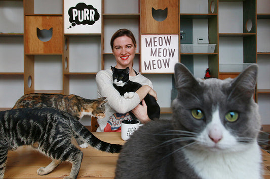 The Best Cat Cafés Around the World