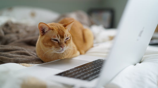 Why Cats Think Keyboards Make Great Couches