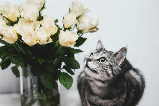 Valentine’s Flowers that are Toxic to Cats (and Nontoxic Alternatives)