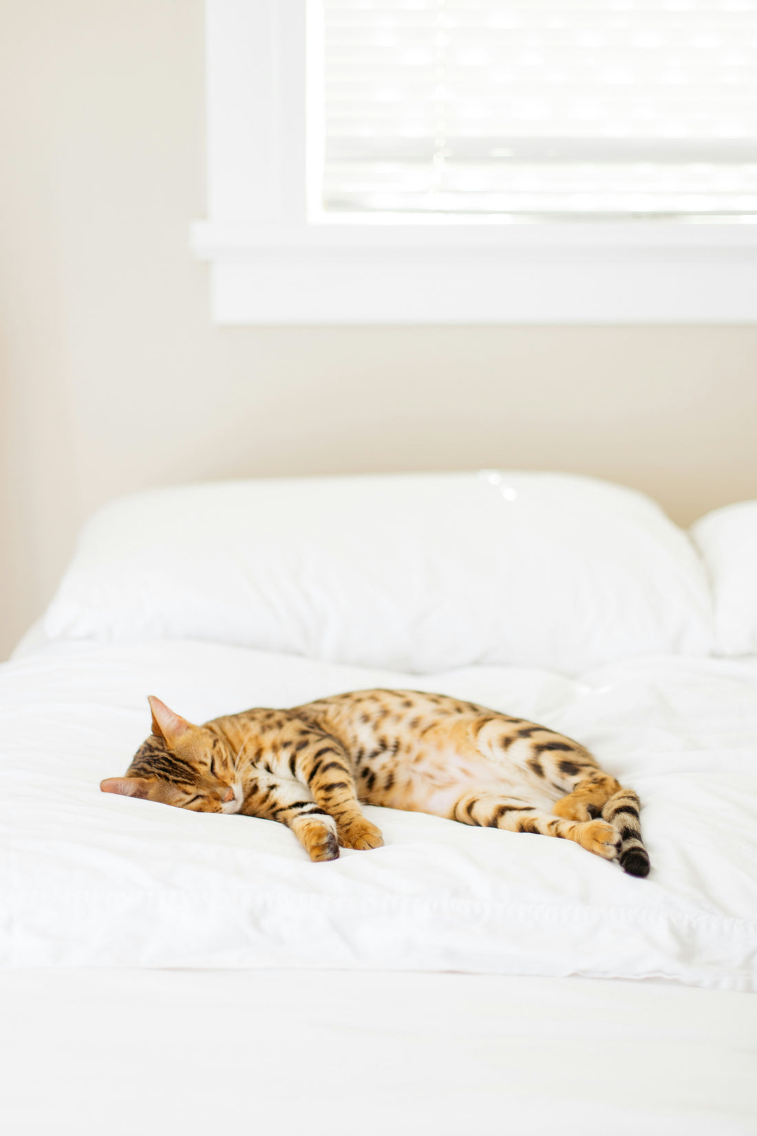 7 Steps to Creating the Purrfect Spaw Day for Your Cat