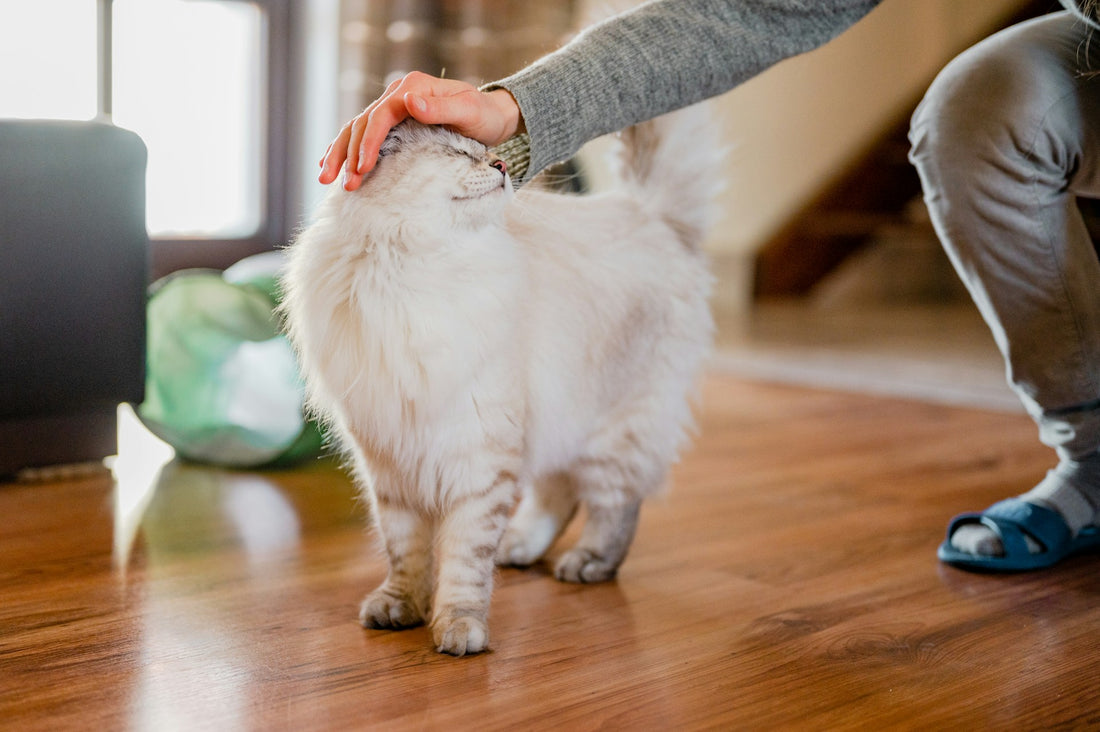 9 Tips for Finding the Purrfect Cat Sitter Online