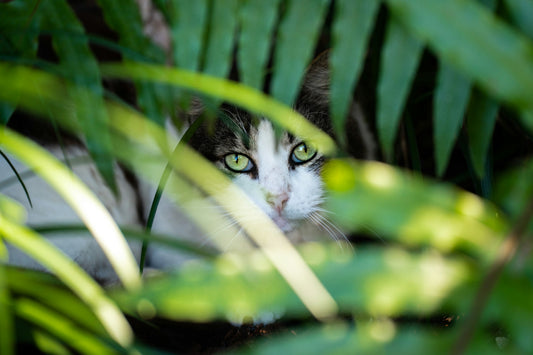 10 Outdoor Plants That are Safe for Cats