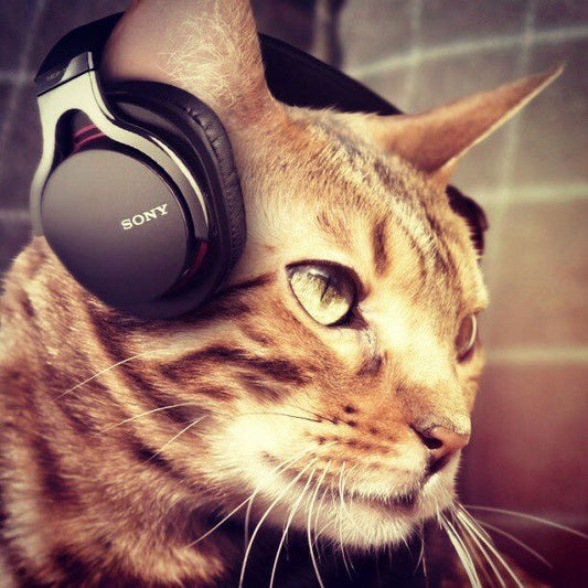 Cats and Music