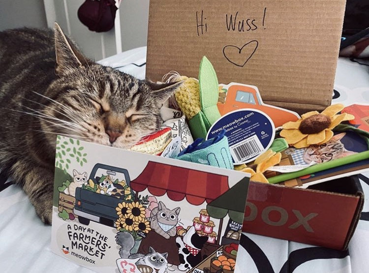 a brown and black tabby cat nuzzling a meowbox full of cat toys 