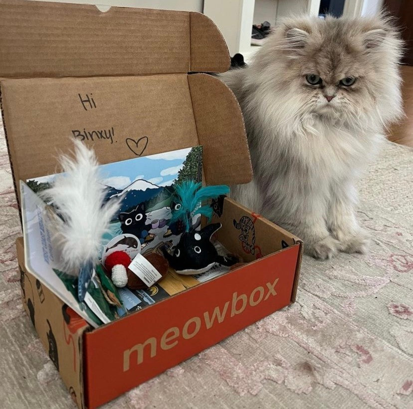 a white and grey fluffy cat sitting next to a meowbox full of cat toys 