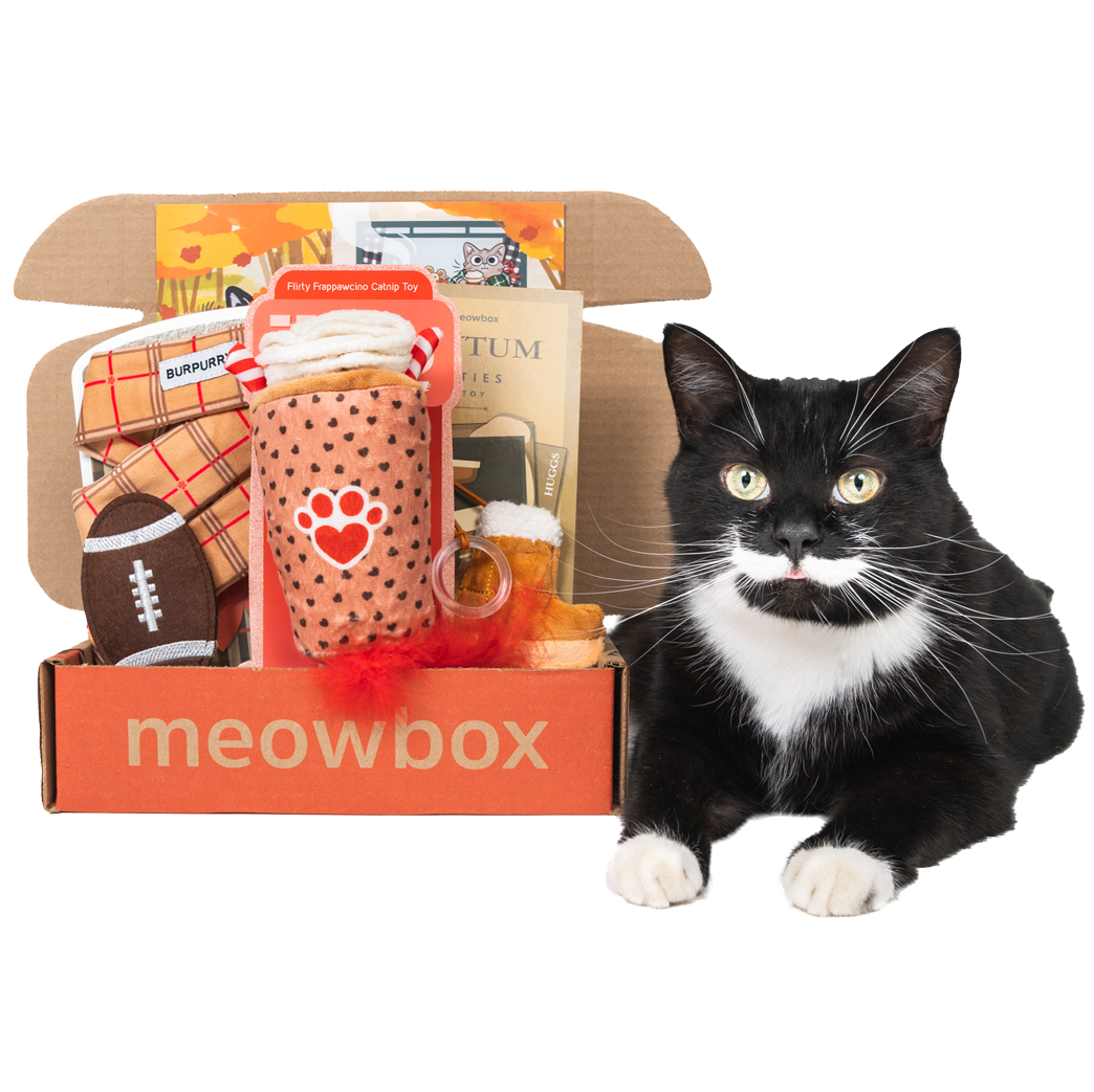 Image of a black white spotted cat sitting next to the Pumpkin Spice & Everything Mice meowbox