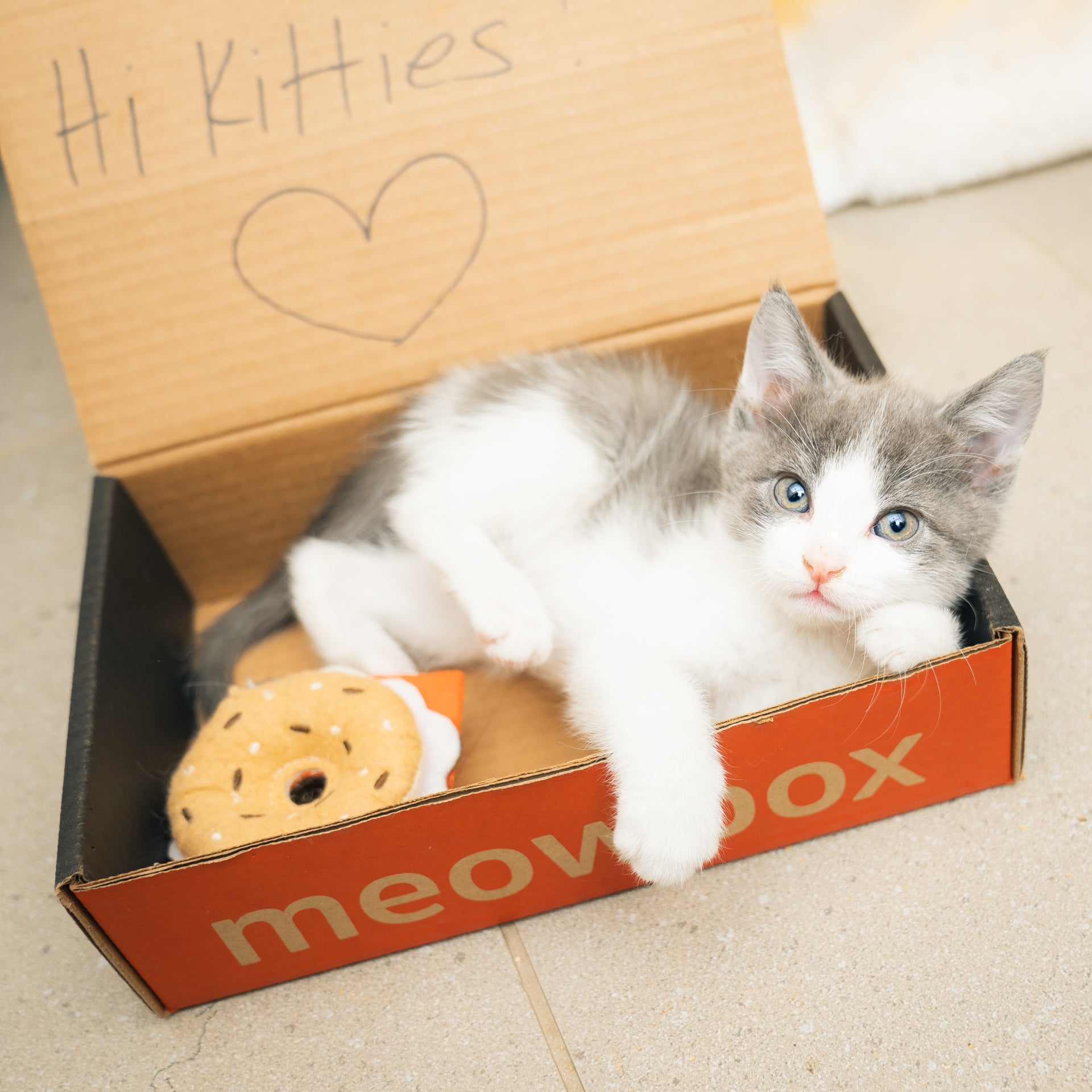 Image of a grey and white kitty lying in a meowbox