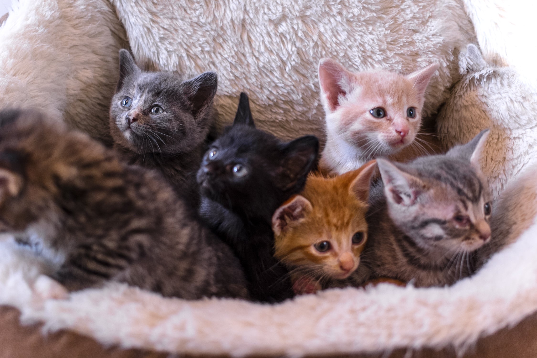 Image of a bunch of kitties lying in a bed