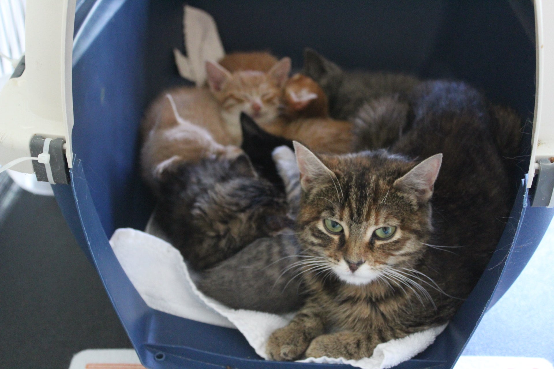 Image of shelter kitties sleeping in a cat carrier