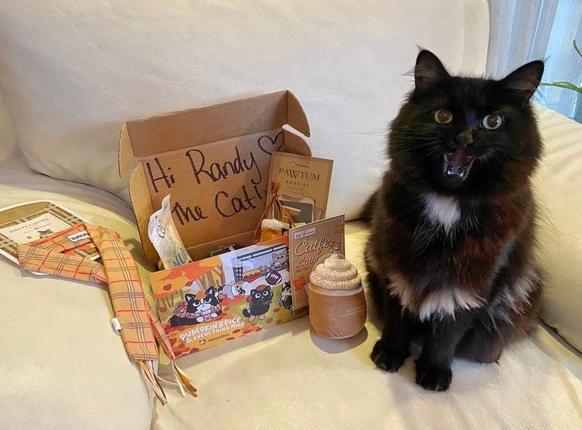 black cat sitting next to a meowbox full of toys 