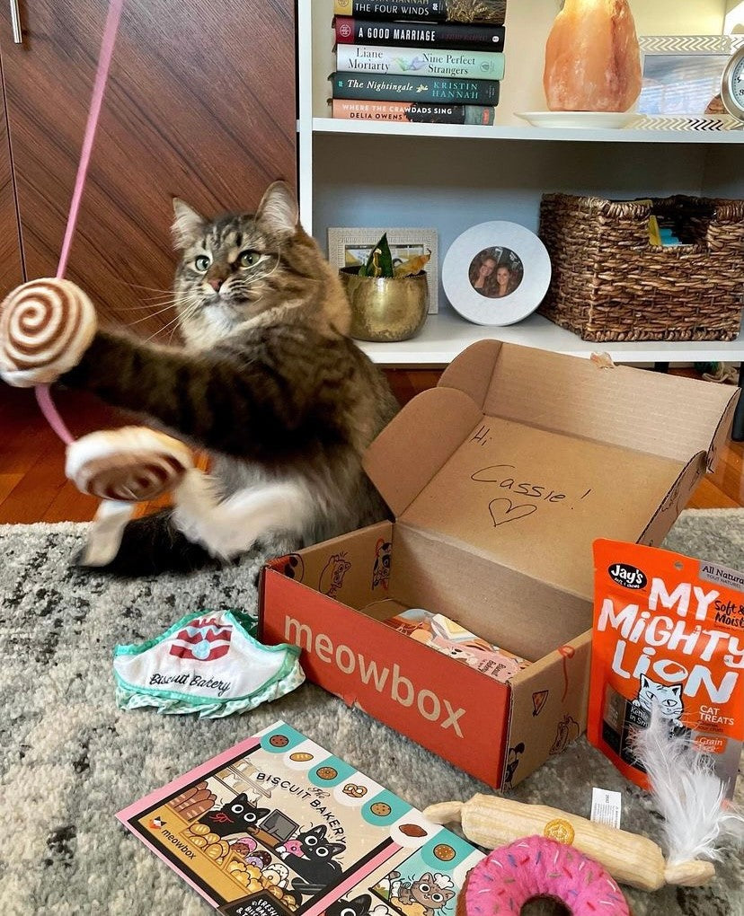 a brown tabby cat playing with a backery themed wand toy with a meowbox and cat toys all around him