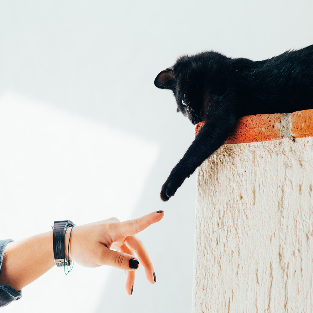 black cat with it's paw stretched out to touch a humans finger 