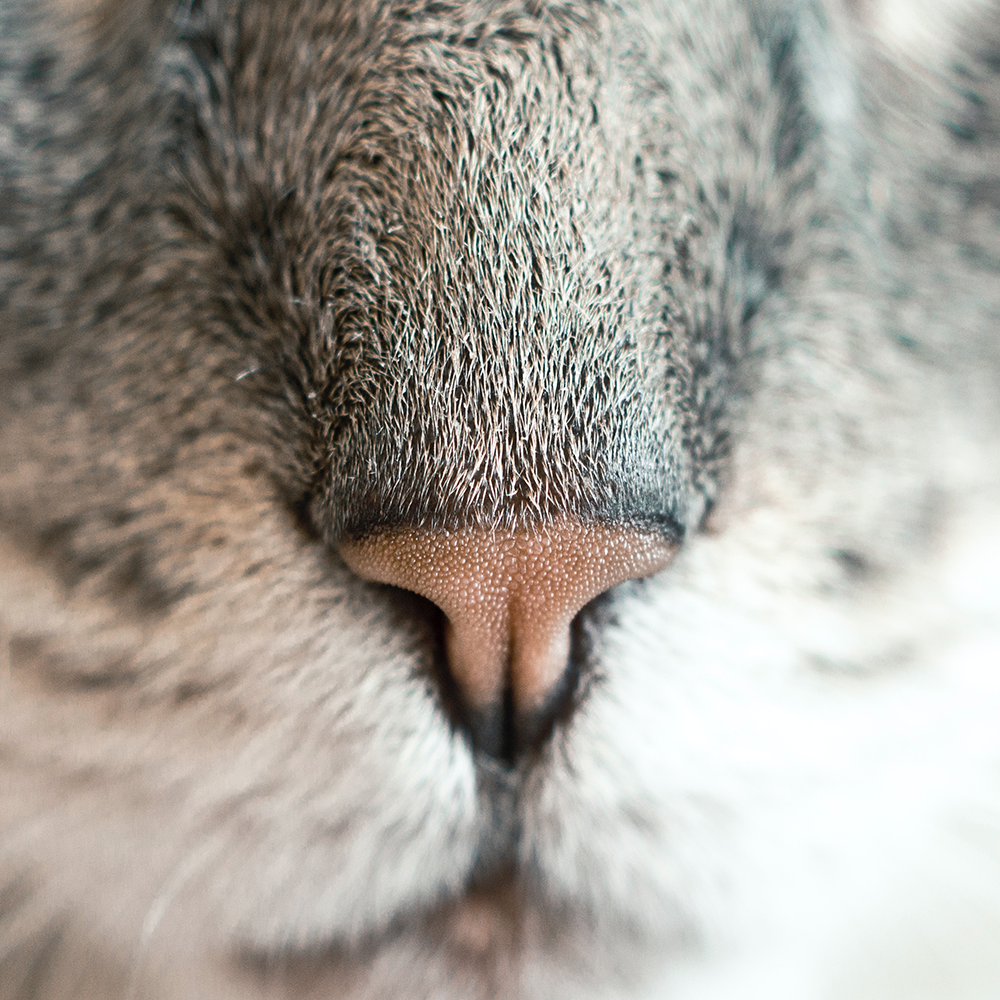 close up of a grey tabby cat's nose 