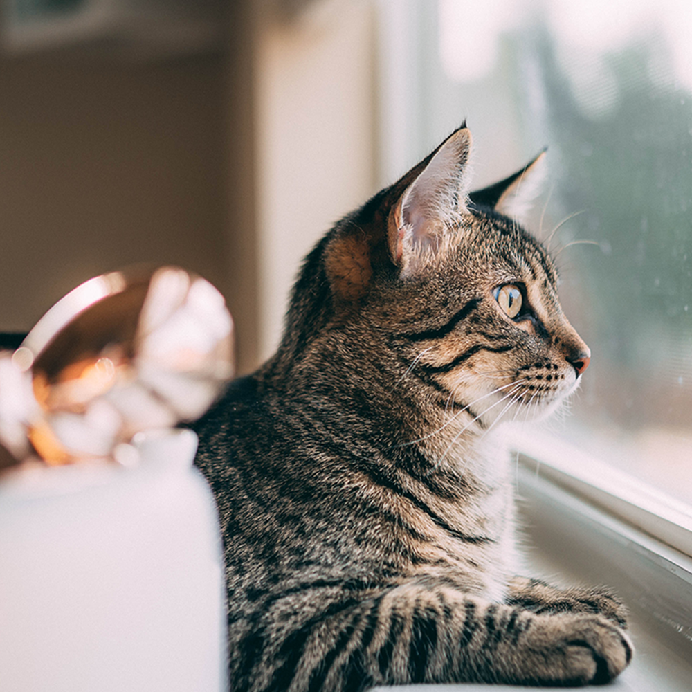 grey and black tabby cat looking out the window 