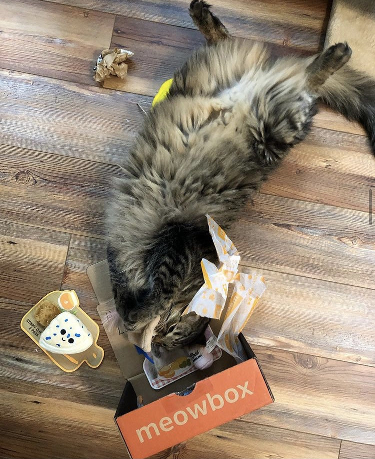 a fluffy brown and black cat rolling around on it's back playing with a meowbox and toys 